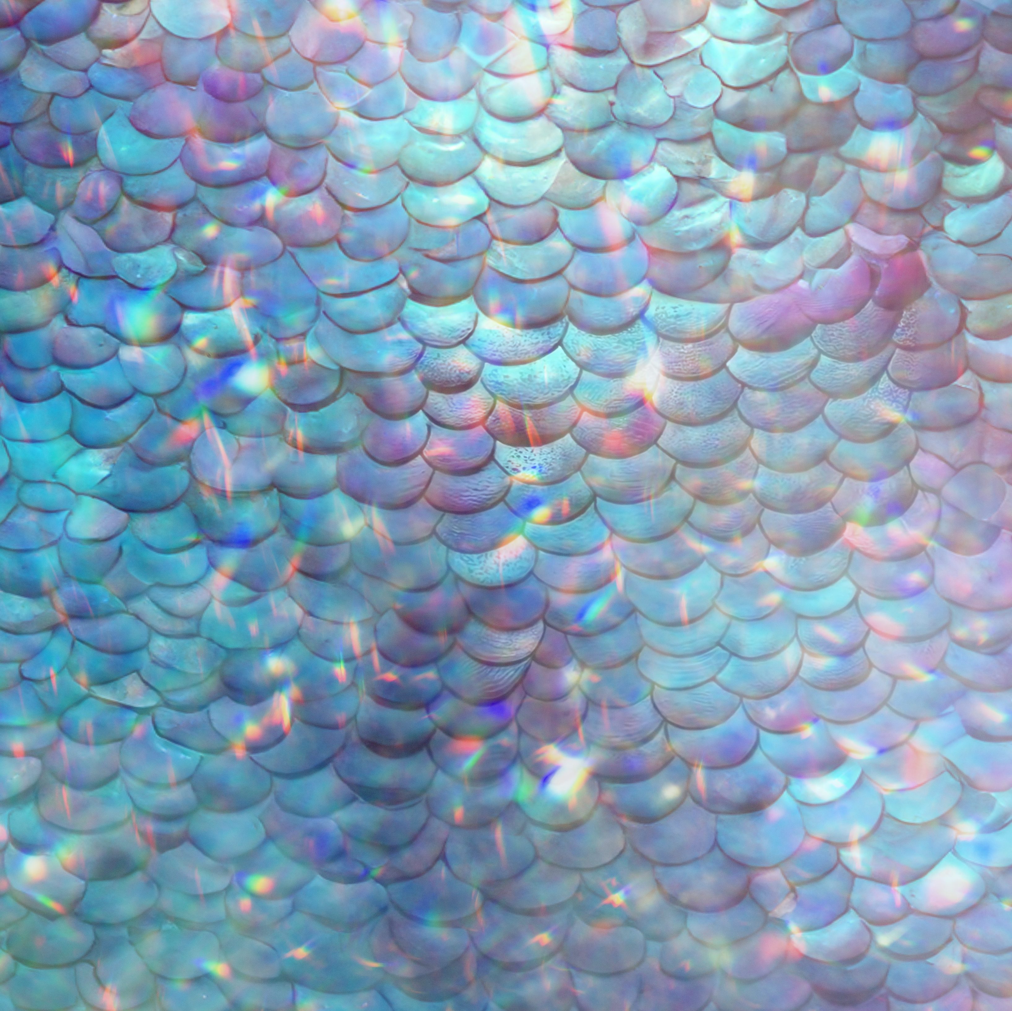 photo of beautifully arranged food